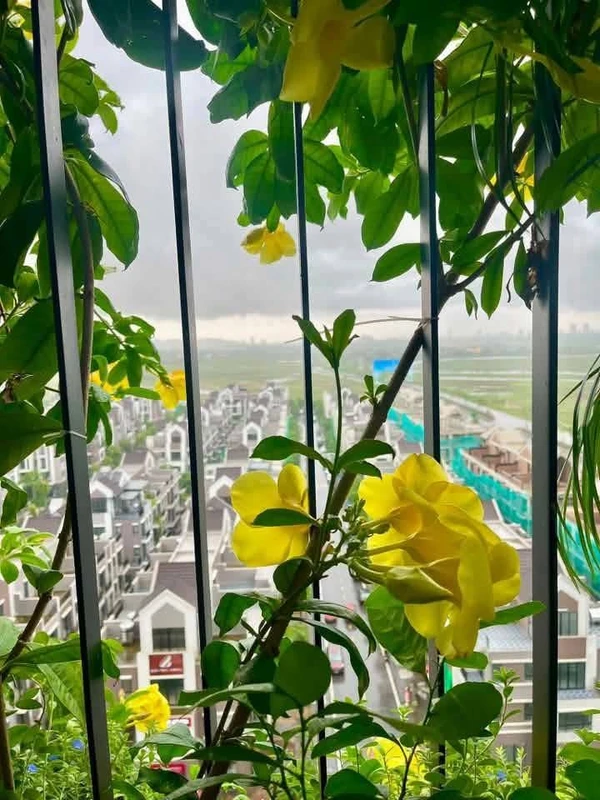 Bán nhà mê lửng 100m² 3PN Nguyễn Văn Cừ, Tân Lập lotter