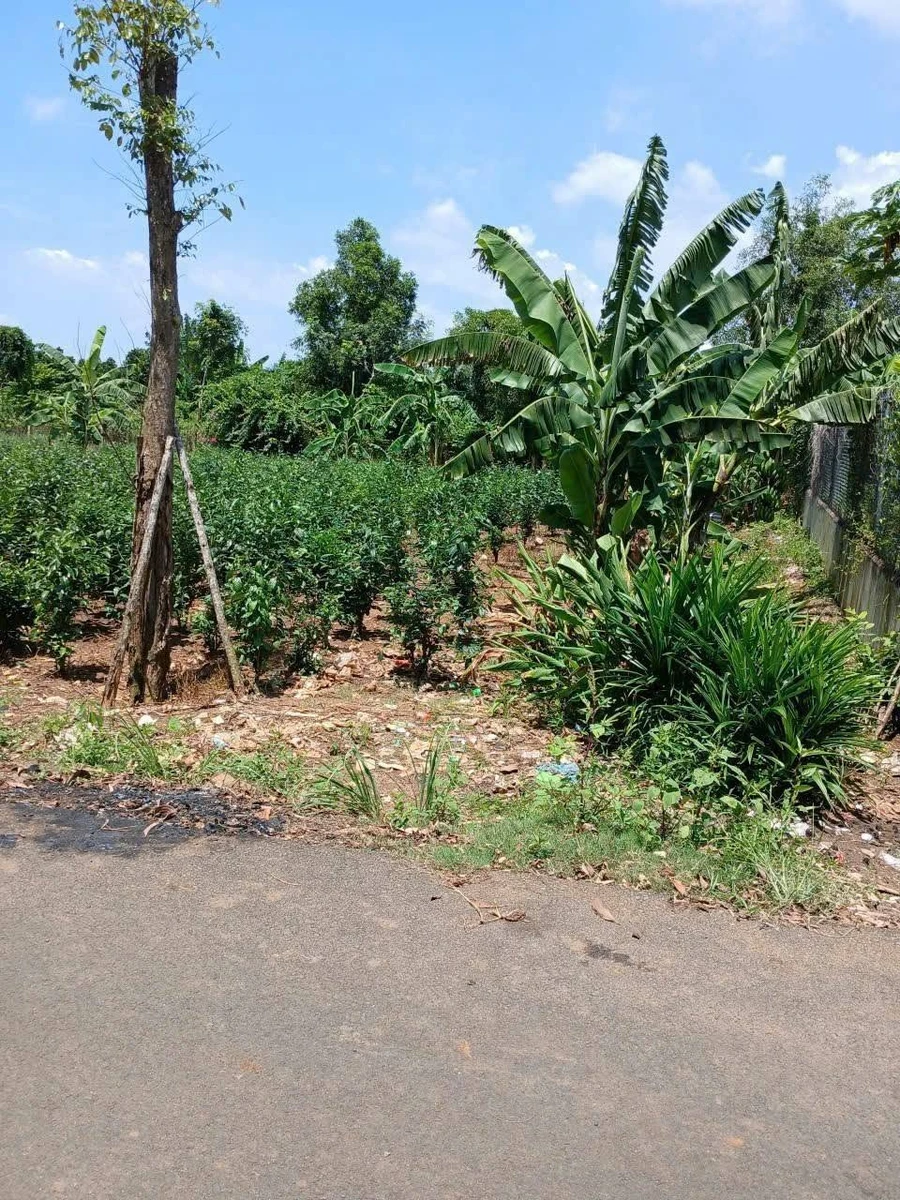 Bán lô đất vườn góc 2 mặt tiền 2000m² Hòa Long 7,5 tỷ - Ảnh thu nhỏ 3