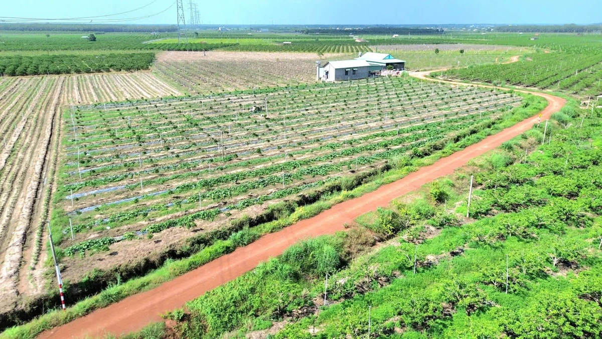 Bán đất 500m² Tây Ninh, ĐT790, giá 200-390 triệu - Ảnh thu nhỏ 2