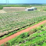 Bán đất 500m² Tây Ninh, ĐT790, giá 200-390 triệu - Ảnh thu nhỏ 2