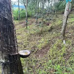 Bán 1 ha đất cao su Nam Xuân Đăk Săk Lâm Đồng 1 tỷ 400 triệu - Ảnh thu nhỏ 2