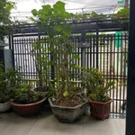 Bán nhà Phường Quyết Thắng, Biên Hòa, 119.8m², 4.25 tỷ - Ảnh thu nhỏ 2