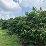 Bán 1.3ha đất cà phê, tiêu ở Nam Bình, Bình Dương 1.6 tỷ/ha - Ảnh thu nhỏ 4
