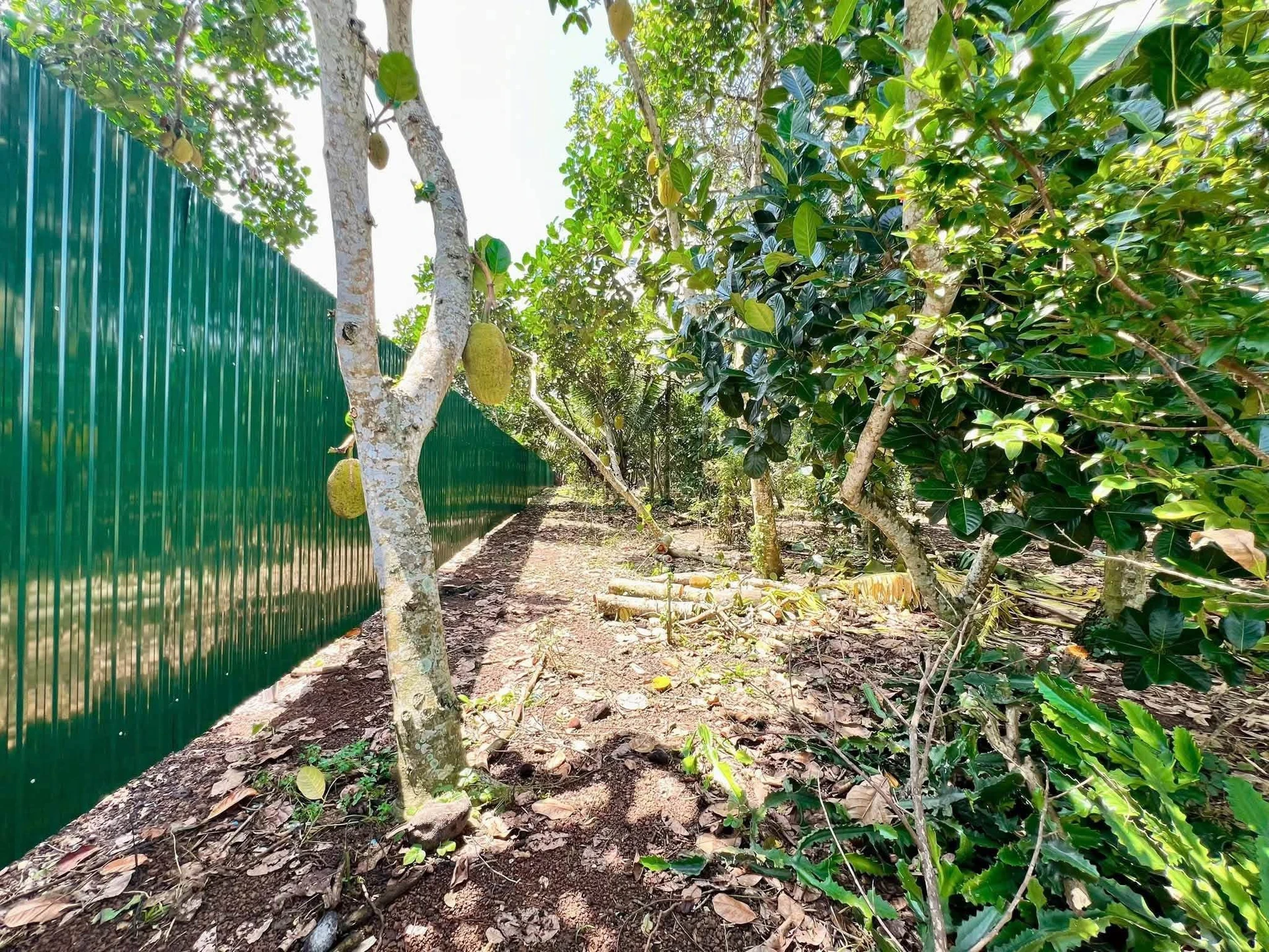 Bán đất vườn trái cây 500m2 sổ riêng giá 699 triệu tại Phường Bảo Vinh - Ảnh 1