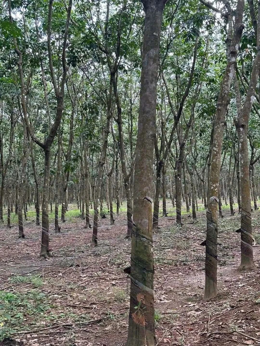 Bán đất Nhà Bè ~10 hectares mặt tiền 1km, 17 tỷ - Ảnh 1