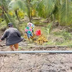 Bán đất vườn trồng dừa 1.300m2 mặt tiền kênh tại Lương Hòa, Bến Lức, Long An - Ảnh thu nhỏ 2