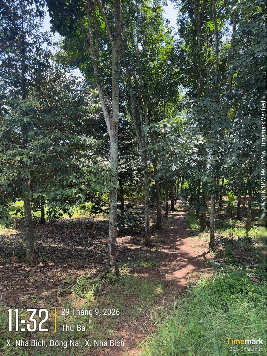 Bán gấp 4000m² đất mặt tiền Chơn Thành, Bình Phước 650 triệu - Ảnh thu nhỏ 3