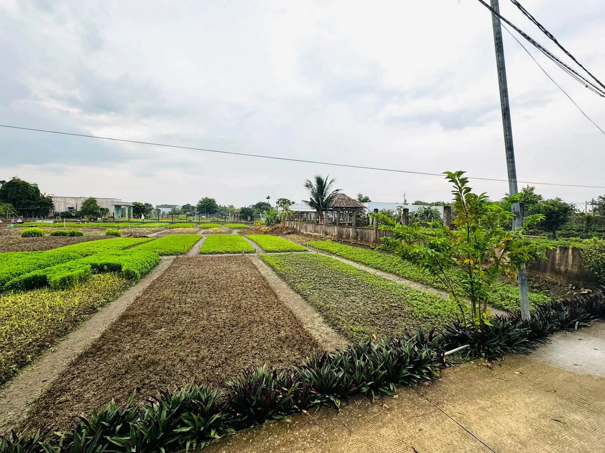 Bán 3700m² đất lúa Phước Hậu Cần Giuộc - Ảnh thu nhỏ 3