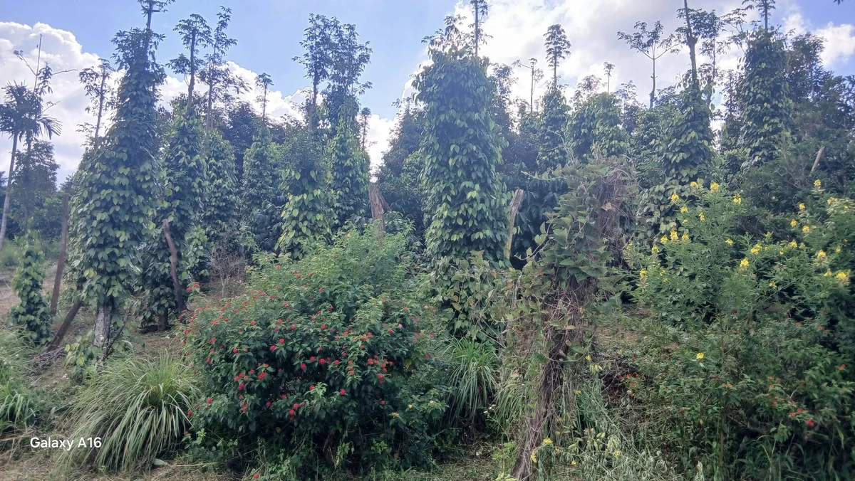 Bán đất vườn 1,3 ha Thôn 5 Trường Xuân, Lâm Đồng 2,8 tỷ - Ảnh thu nhỏ 3
