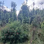 Bán đất vườn 1,3 ha Thôn 5 Trường Xuân, Lâm Đồng 2,8 tỷ - Ảnh thu nhỏ 3
