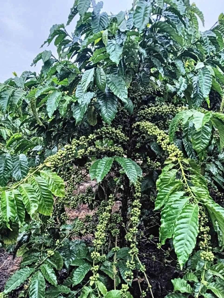 Bán 2ha đất nông nghiệp Krông Nô, Đắk Lắk, view hồ, 6 tỷ 5 - Ảnh thu nhỏ 3