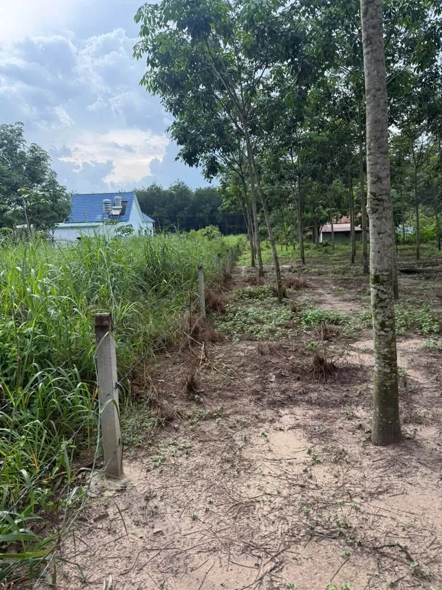 Bán 2350m² đất Chánh Phú Hòa Bến Cát 2.6 tỷ - Ảnh thu nhỏ 3