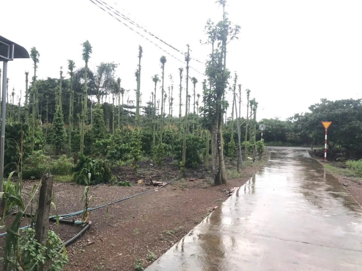 Bán đất Cẩm Mỹ Đồng Nai 5500m2 sổ hồng 11,5 tỷ - Ảnh 1