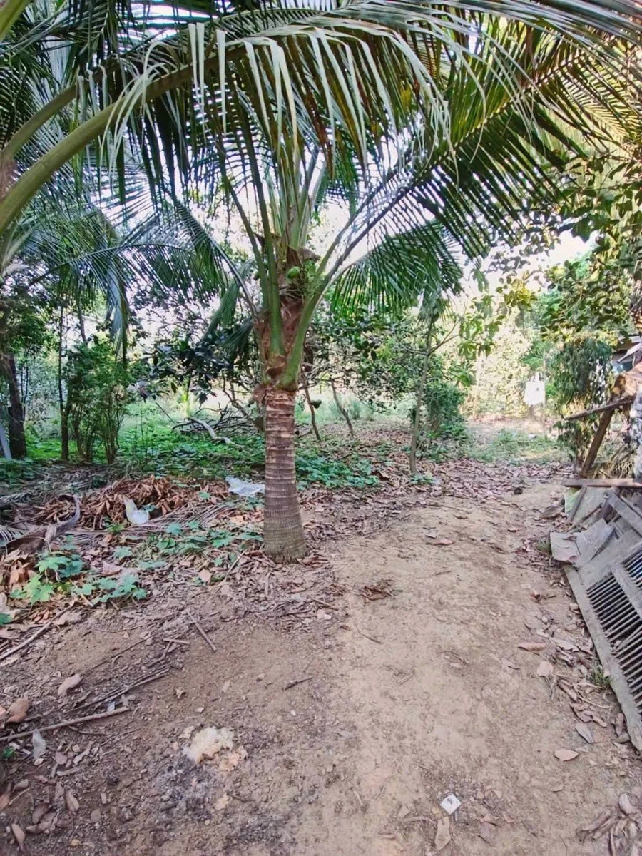 Bán đất Bình Lợi Vĩnh Cửu 412m2 sổ riêng 2 tỷ 1 - Ảnh thu nhỏ 3