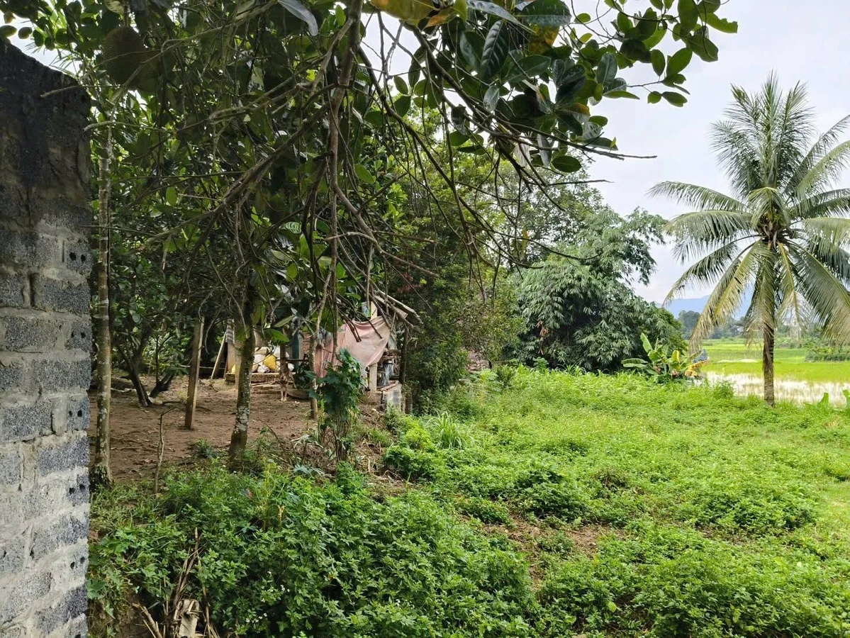 Bán đất nghỉ dưỡng Ba Vì 1.339m² chỉ 2 tỷ - Ảnh thu nhỏ 3