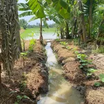 Bán đất ruộng 6 công mặt tiền bờ kinh Phong Thạnh - Ảnh thu nhỏ 2