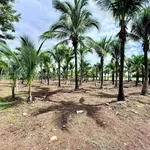 Bán đất mặt tiền 727m2 gần Khu CN Đất Đỏ - Ảnh thu nhỏ 2