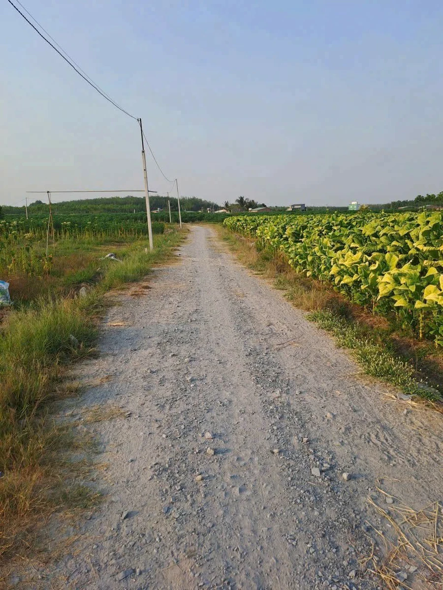 Bán đất 1 công (1000m²) giá 250 triệu Tây Ninh - Ảnh thu nhỏ 2