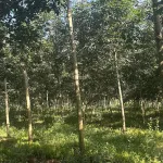 Cơ hội hiếm chỉ 15 tỷ sở hữu 80.000m2 đất cao su Đồng Nai, đón đầu đô thị biên giới tương lai - Ảnh thu nhỏ 9