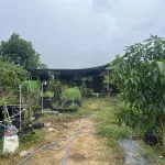 540m đất ở Hội An Tây, cách Nguyễn Tất Thành 500m, chiều ngang 10.5m, đường 13.5m. Giá chỉ 5,56tỷ - Ảnh thu nhỏ 13