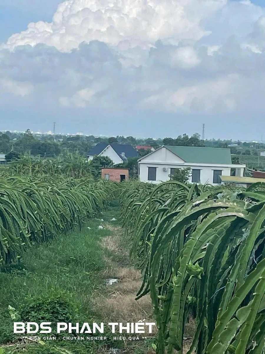 Bán đất vườn 5490 m² tại Phan Thiết, Lâm Đồng - Ảnh thu nhỏ 3