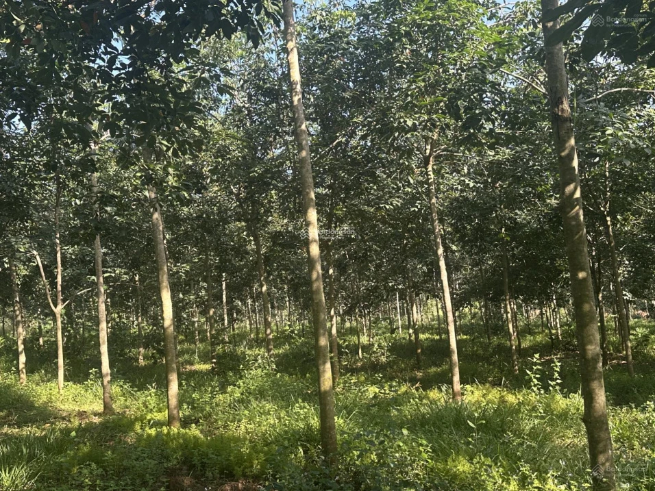 Cơ hội hiếm chỉ 15 tỷ sở hữu 80.000m2 đất cao su Đồng Nai, đón đầu đô thị biên giới tương lai - Ảnh thu nhỏ 2