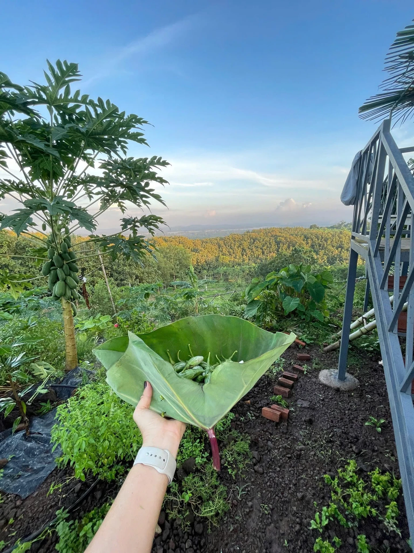 Bán đất vườn 1.000m² view sông La Ngà Cần Giờ 575 triệu - Ảnh 1