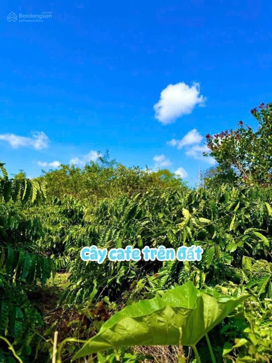Đất nền giá rẻ tại xã Dray Bhang - Ảnh thu nhỏ 4