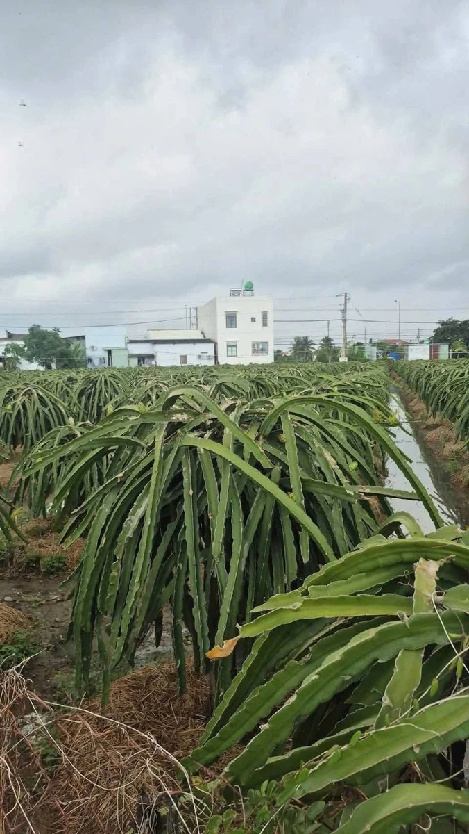 Bán 9000m² đất lúa Châu Thành Long An - Ảnh thu nhỏ 4