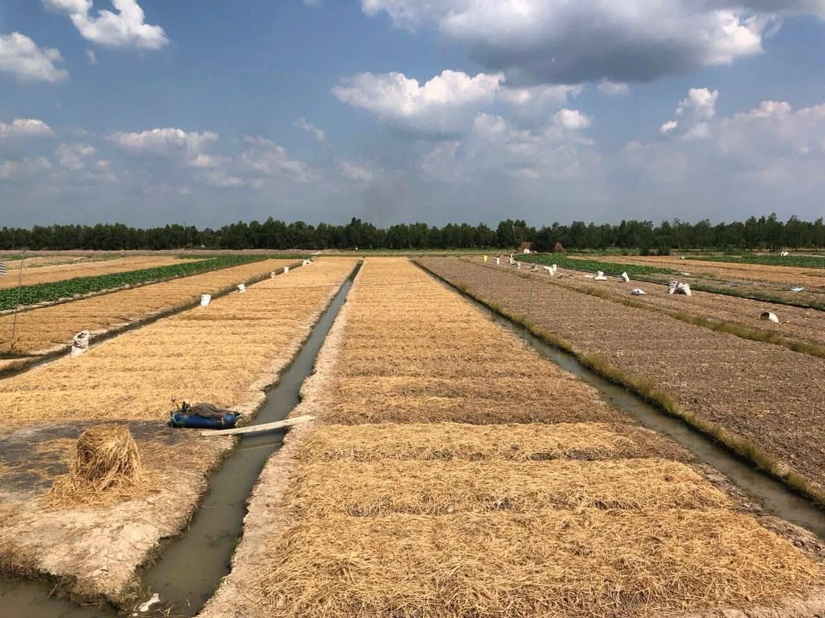 Bán 8500m2 đất Bình Tân Vĩnh Long - 350tr/1000m2 - Ảnh thu nhỏ 4