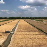 Bán 8500m2 đất Bình Tân Vĩnh Long - 350tr/1000m2 - Ảnh thu nhỏ 4