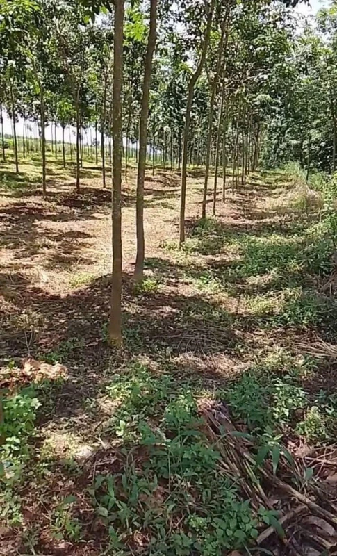 Bán 2ha cao su 4 năm tuổi An Khương, Bình Dương, giá 3 tỷ 4