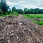 Bán đất vườn cây lâu năm 1.059m2 tại Phú An, gần cầu Ông Cộ - Ảnh thu nhỏ 4