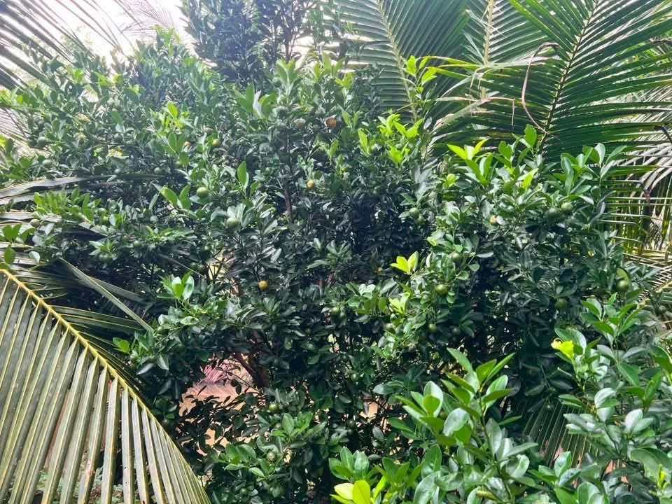 Bán đất dừa xiêm 1000m² Lộc Thuận Bến Tre - Ảnh thu nhỏ 3