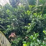Bán đất dừa xiêm 1000m² Lộc Thuận Bến Tre - Ảnh thu nhỏ 3