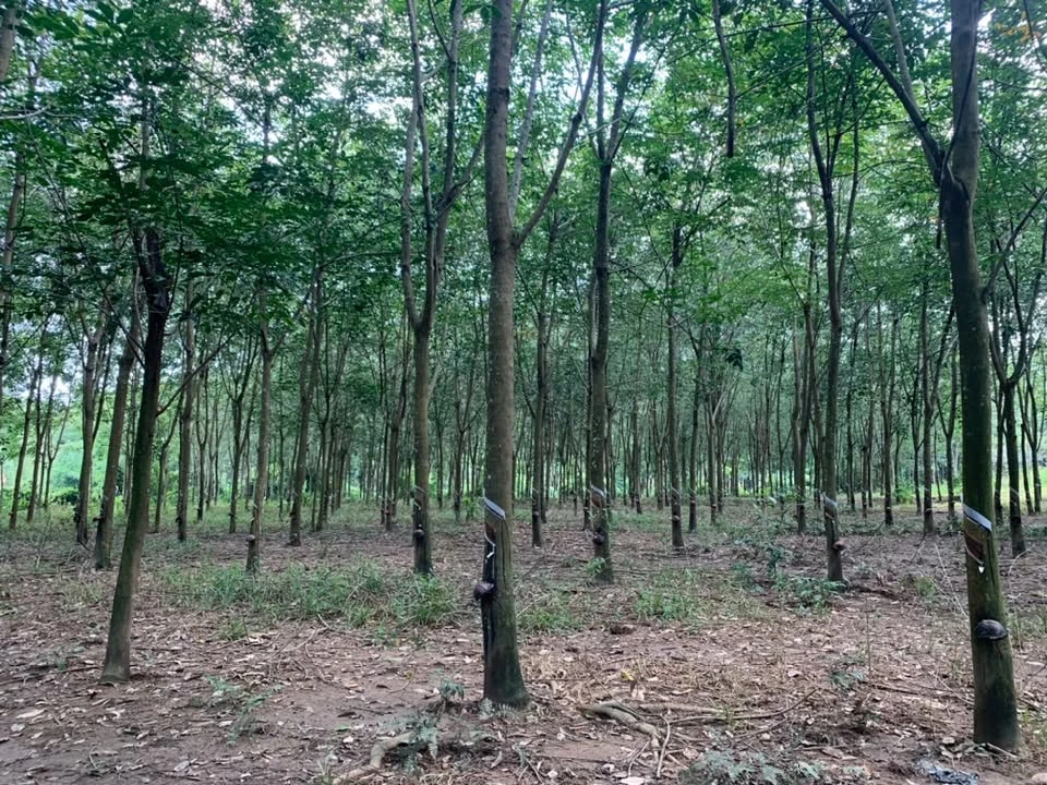 Bán 2,4ha đất cao su có nhà cấp 4, giá 3,5 tỷ, Đồng Tiến, Bình Phước - Ảnh thu nhỏ 2