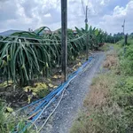 Bán đất lúa 2 công Ấp Bình Ân, Long An - Ảnh thu nhỏ 1