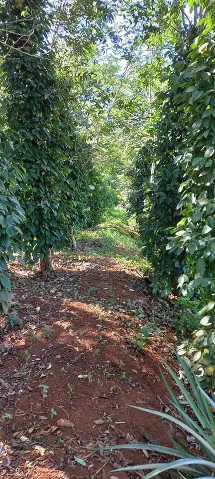 Bán vườn cà phê tiêu 5 sào Tuy Đức Đăk Nông - Ảnh thu nhỏ 3