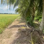 Bán đất ruộng 3,6 công mặt tiền QL54 xã Phong Thạnh - Ảnh thu nhỏ 2