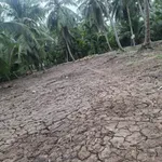 Bán đất gần 2,4c tại Châu Bình, Giồng Trôm, Bến Tre - Ảnh thu nhỏ 3