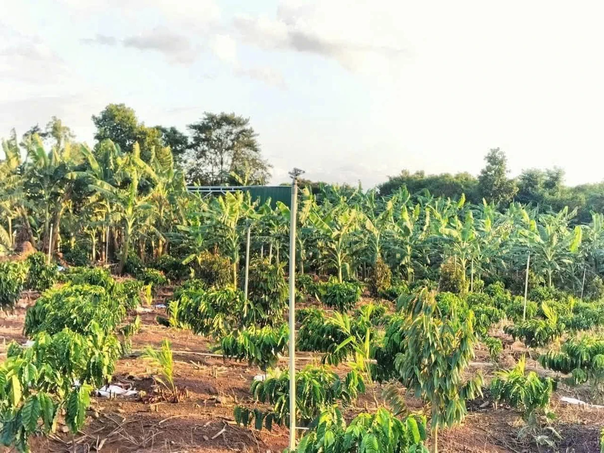Bán đất 5.393 m2 mặt tiền 167m Đắk Lắk - Ảnh thu nhỏ 5