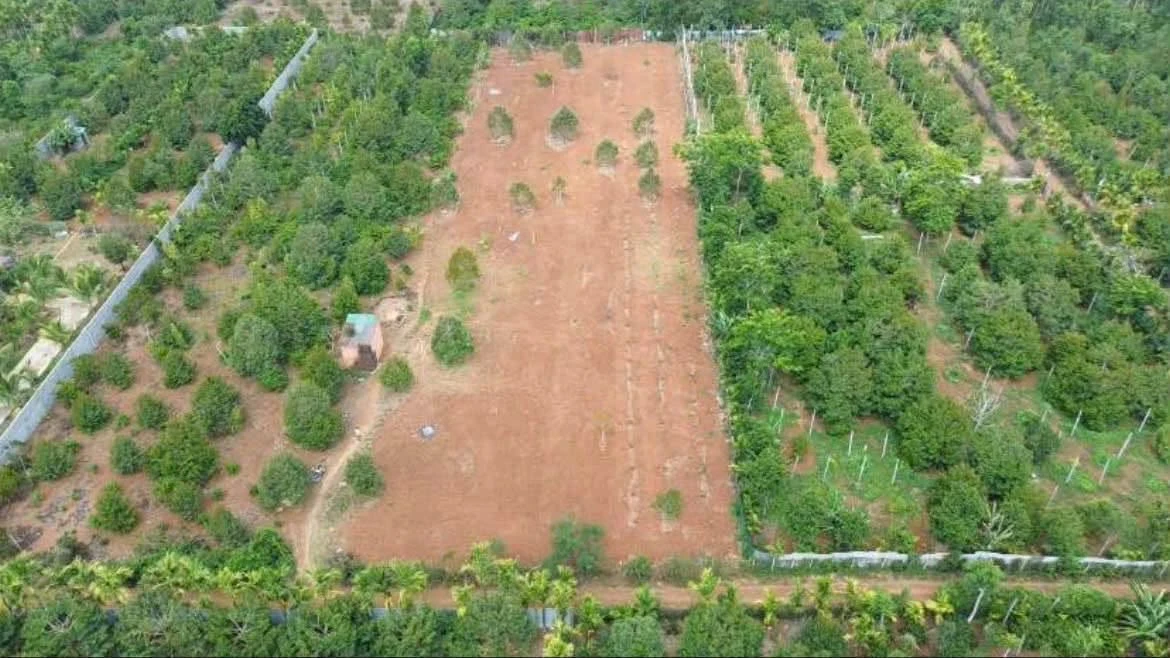 Bán đất nông nghiệp 1.168m² Hoà Thuận Tân An - Ảnh 1