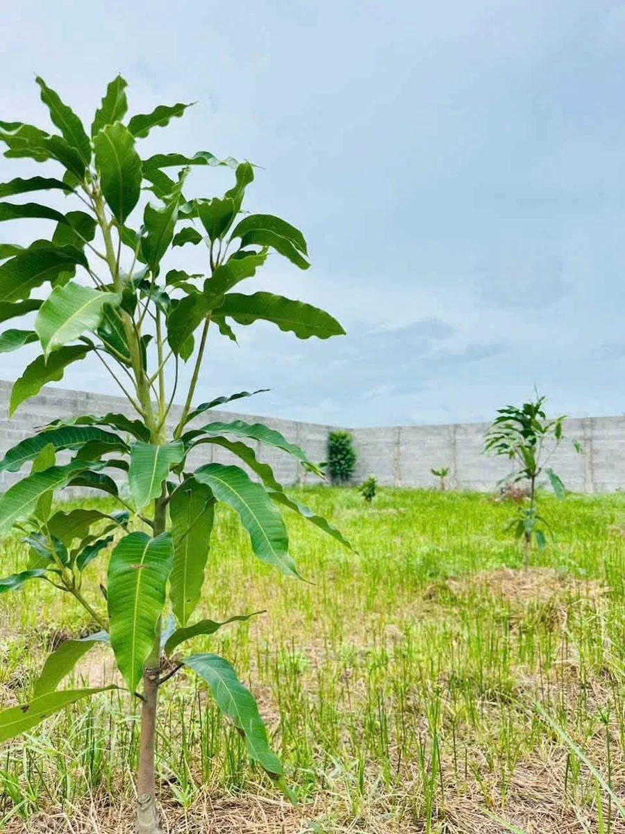Bán đất quy hoạch thổ cư 1.2 sào Hàm Liêm 1 tỷ 150 triệu - Ảnh thu nhỏ 4