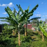 Bán đất Kom Leo 263,5m² giá 1 tỷ 250 triệu - Ảnh thu nhỏ 3