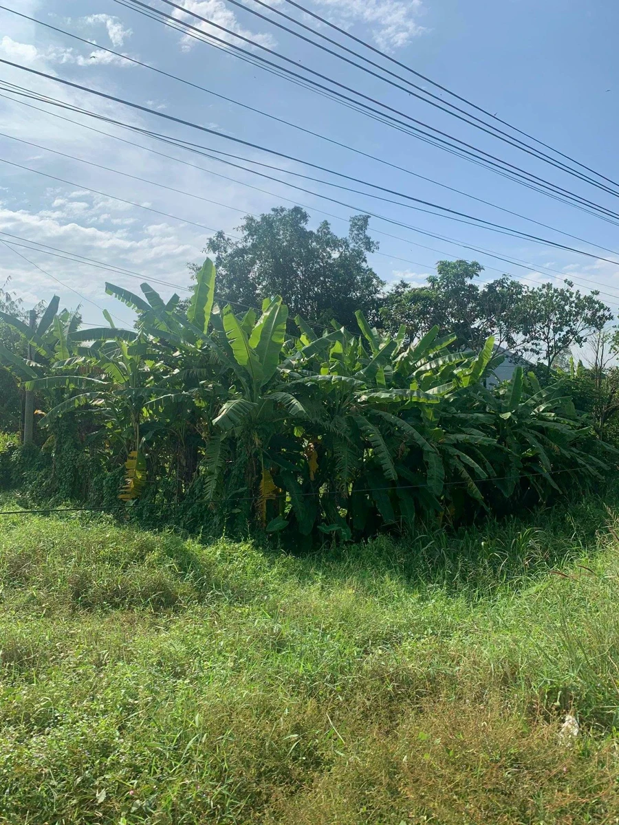 Bán đất Hòa Khánh Cần Giờ 500m² giá 3 tỷ 550 - Ảnh thu nhỏ 5