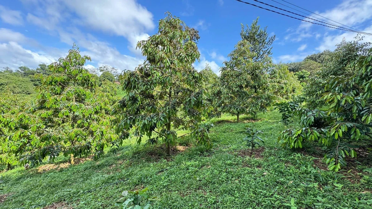Bán đất 5000m² Trần Quý Cáp view hồ EaTam 7 tỷ 5 - Ảnh thu nhỏ 5