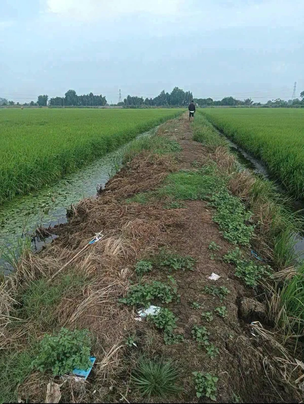Bán đất lúa 6.176m² Hóa Long An, 140 triệu/công