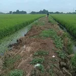 Bán đất lúa 6.176m² Hóa Long An, 140 triệu/công - Ảnh thu nhỏ 1