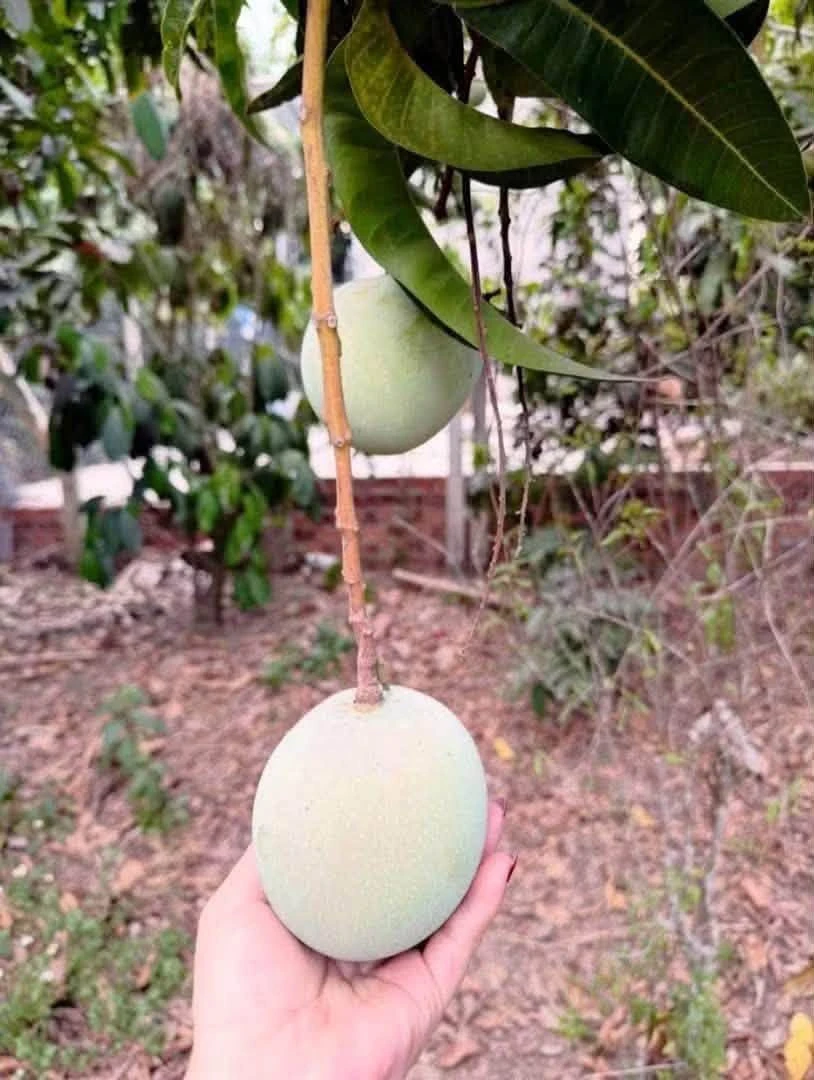 Bán lô đất vườn trái cây Phú An, Bình Dương - 2.6 tỷ - Ảnh 1
