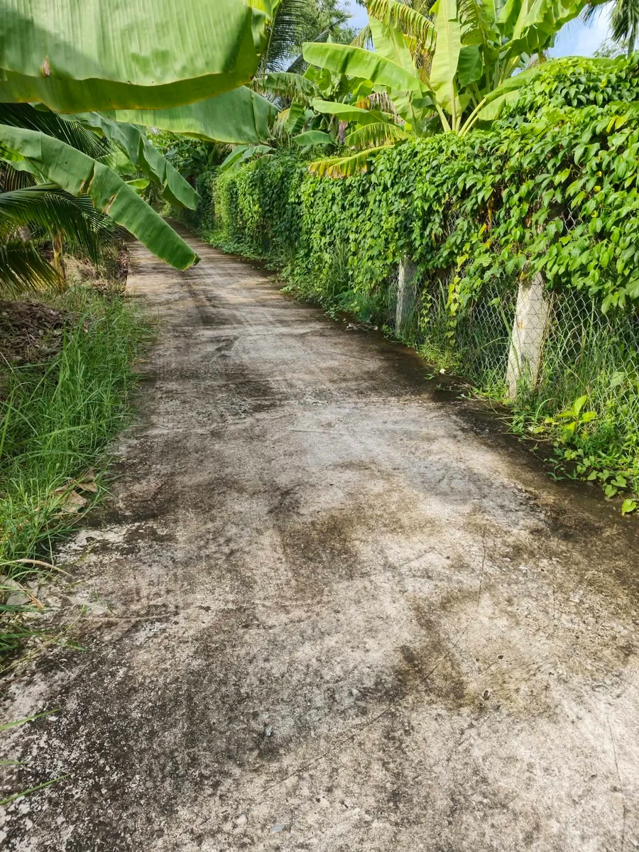 Bán đất nền 1.300m² gần KCN Giao Long, Bến Tre, 3 tỷ 500 triệu - Ảnh thu nhỏ 4